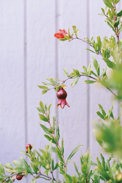 pomegranate | A Brown Table