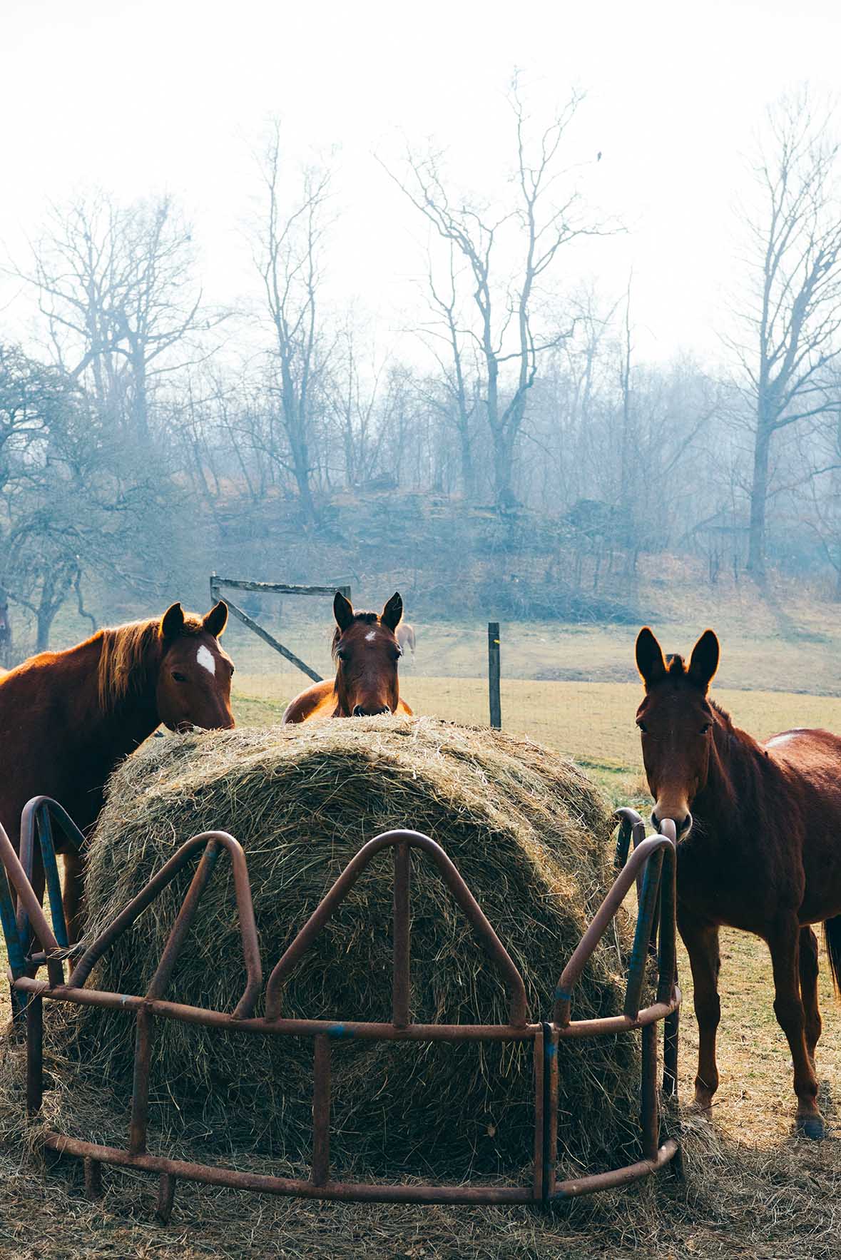 mouth of wilson, virginia| A Brown Table