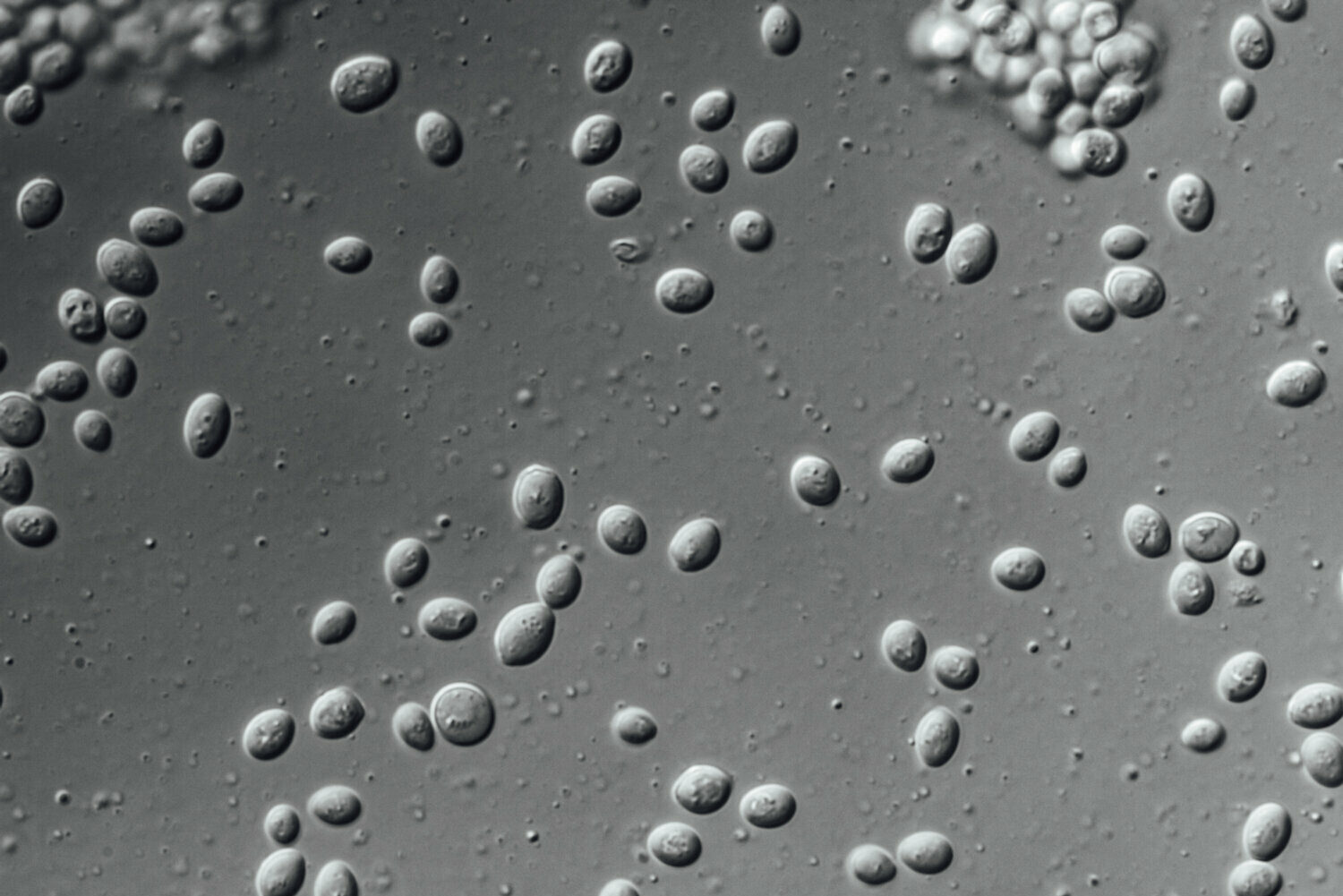 Microscope_yeast_in_vinegar