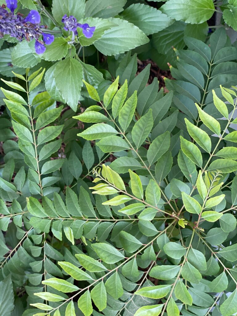 Curry leaves deals